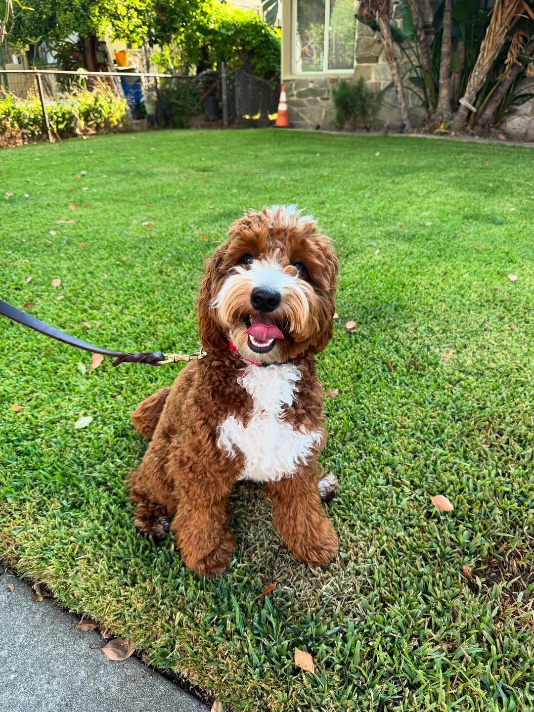 Brown and white Goldendoodle sits on green grass with a leash, looking happy.