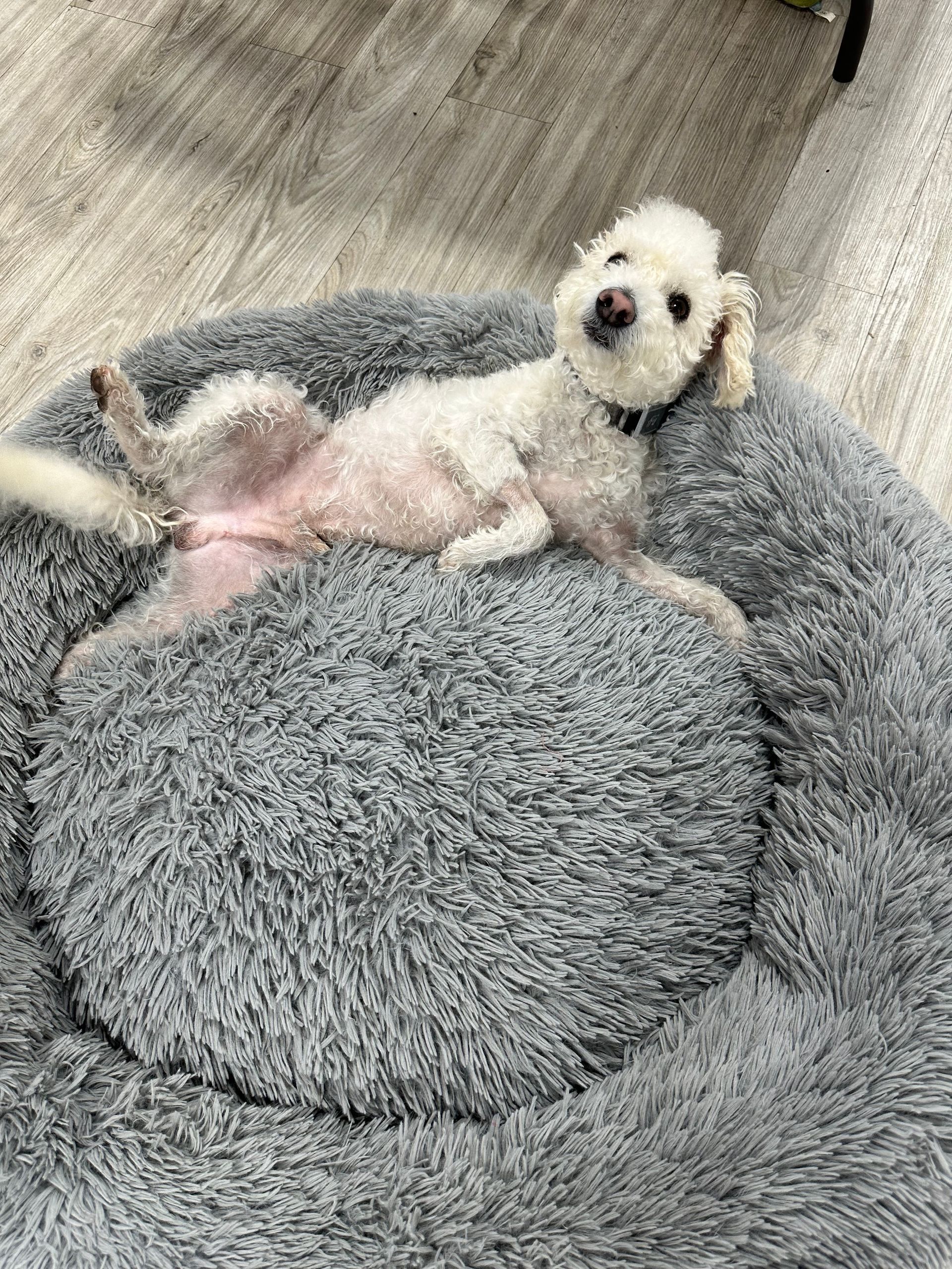 White poodle lounging on a fluffy gray dog bed, looking up with a relaxed expression.