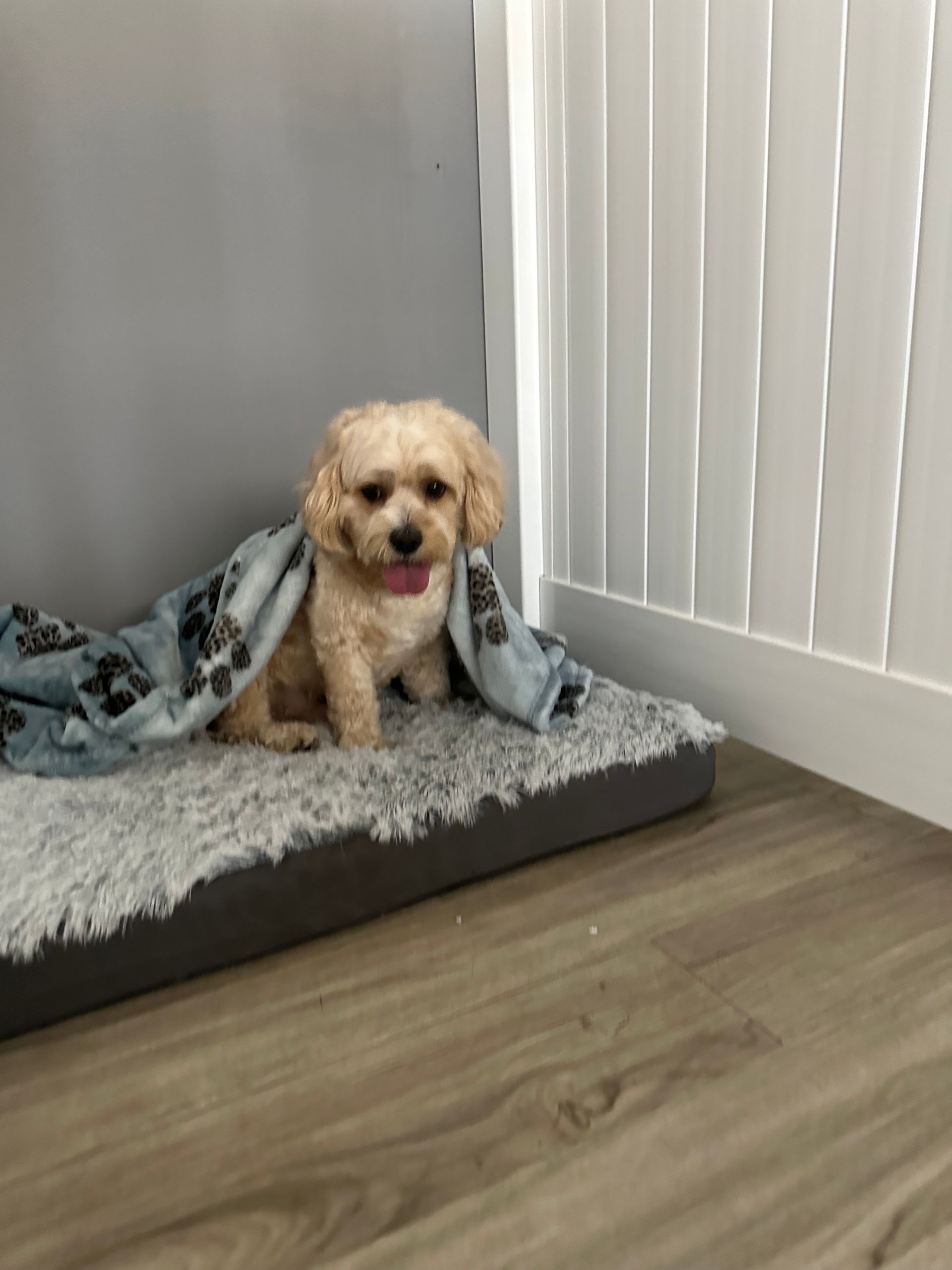 Beige-colored dog sitting on a fluffy gray dog bed with a blue blanket.