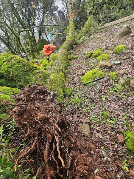 A tree stump is laying on the ground in the middle of a forest.