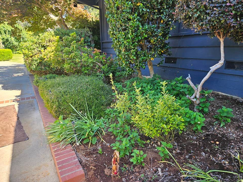 A garden with lots of plants and trees in front of a blue house.