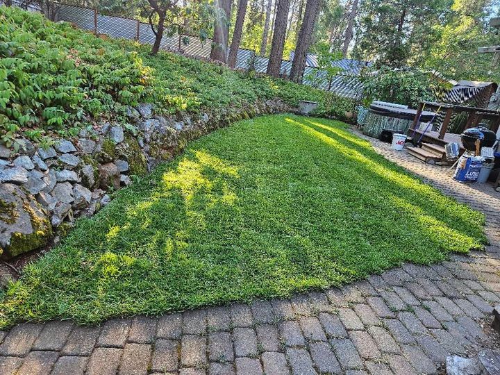 A lush green lawn is surrounded by rocks and a brick walkway.