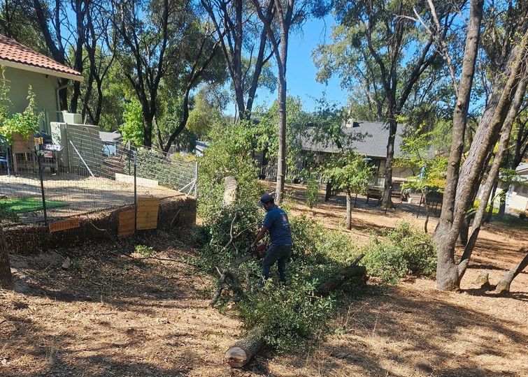 A man is cutting a tree in a backyard with a chainsaw.
