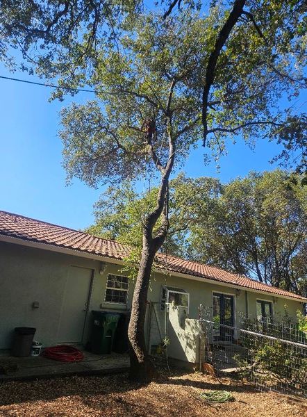 A tree in front of a house with a blue sky in the background.