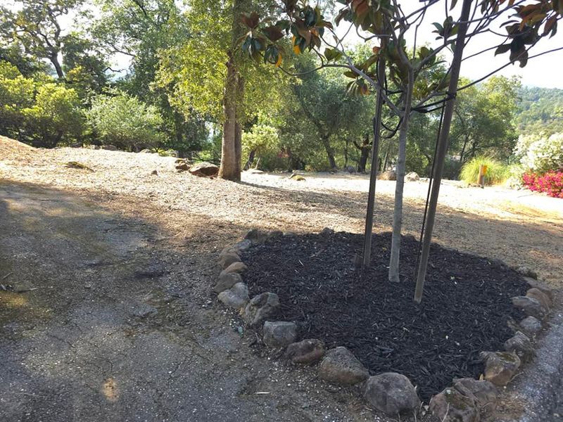 A circle of rocks around a tree in a yard