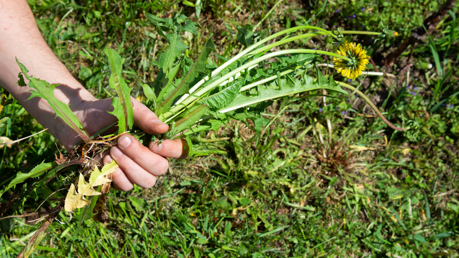 A person is holding a dandelion in their hand in the grass.
