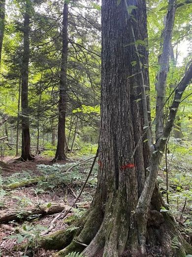 A large tree in the middle of a forest with red markings on it.