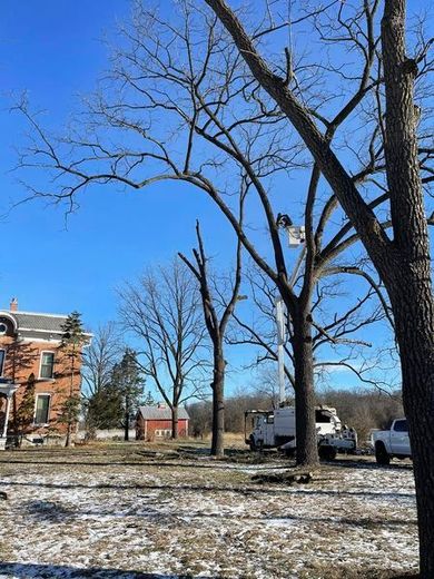 A tree being cut down by a crane in a snowy field