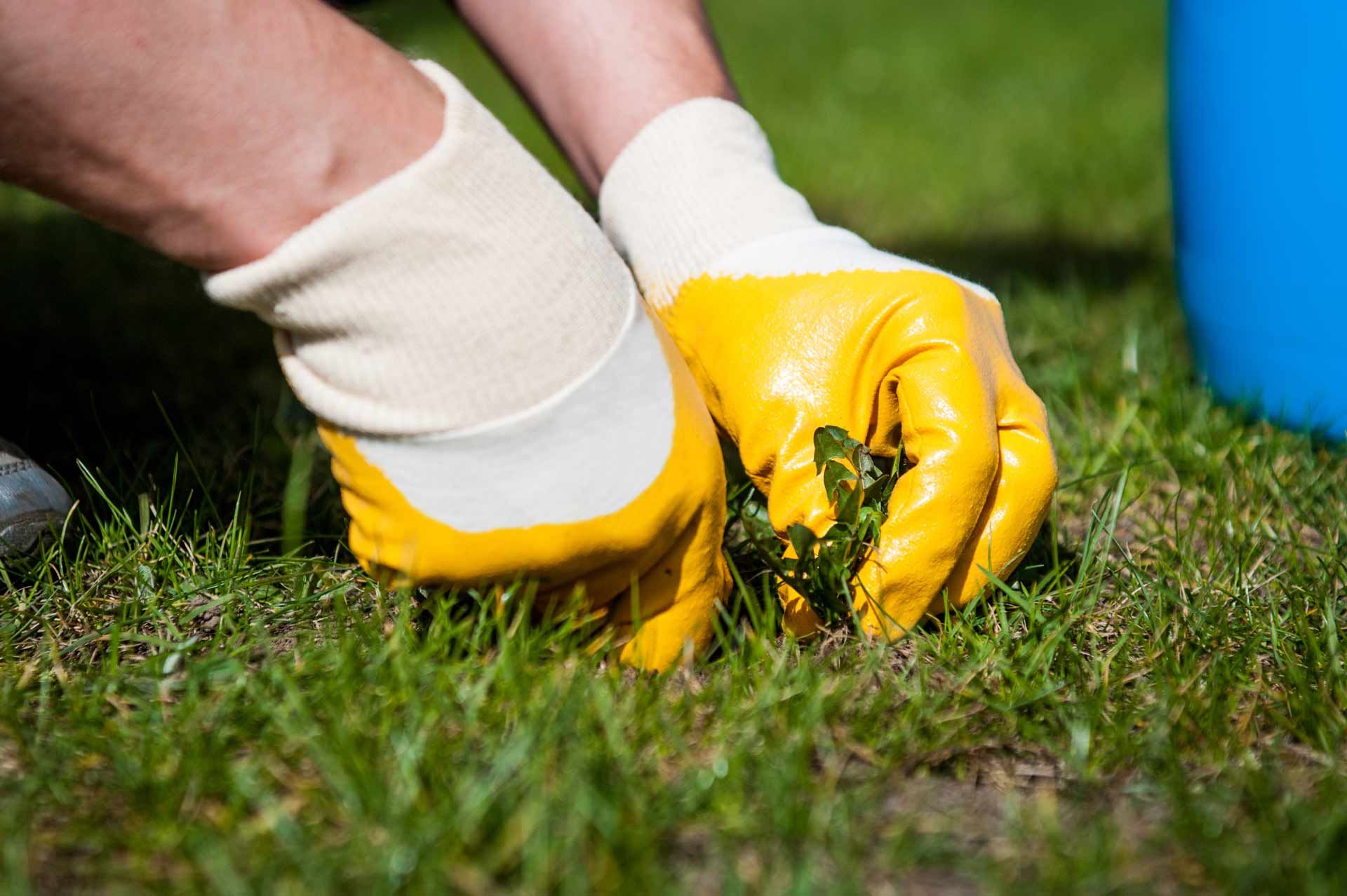 A person wearing yellow gloves is pulling weeds out of the grass