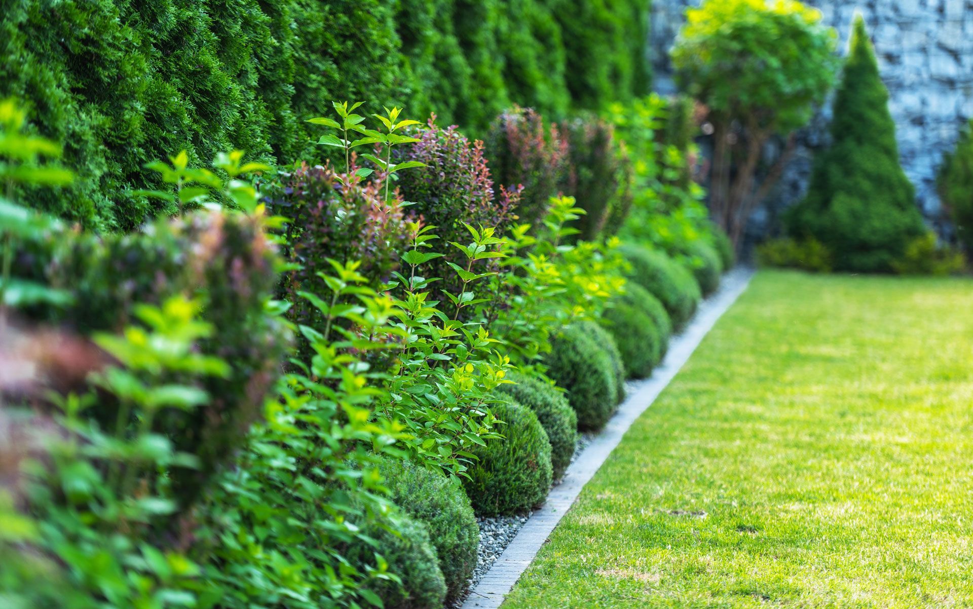 Green manicured garden border with rounded shrubs, lawn, and trees.