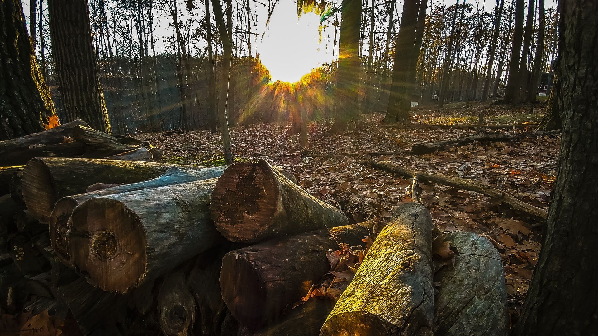 hardwood sawlogs and softwood sawlogs