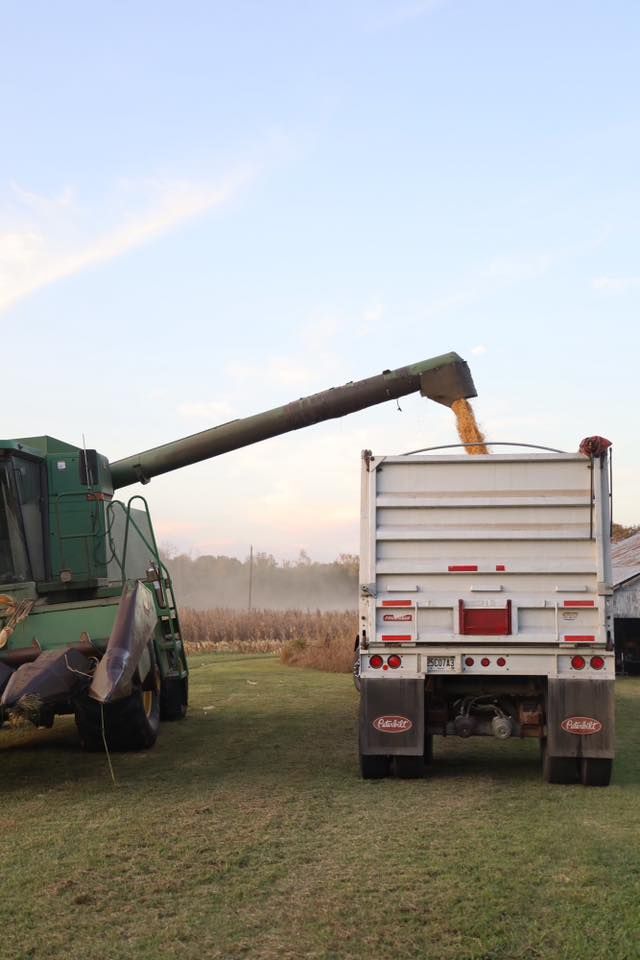 Combine harvester unloading grain into a white truck in a field under a blue sky.