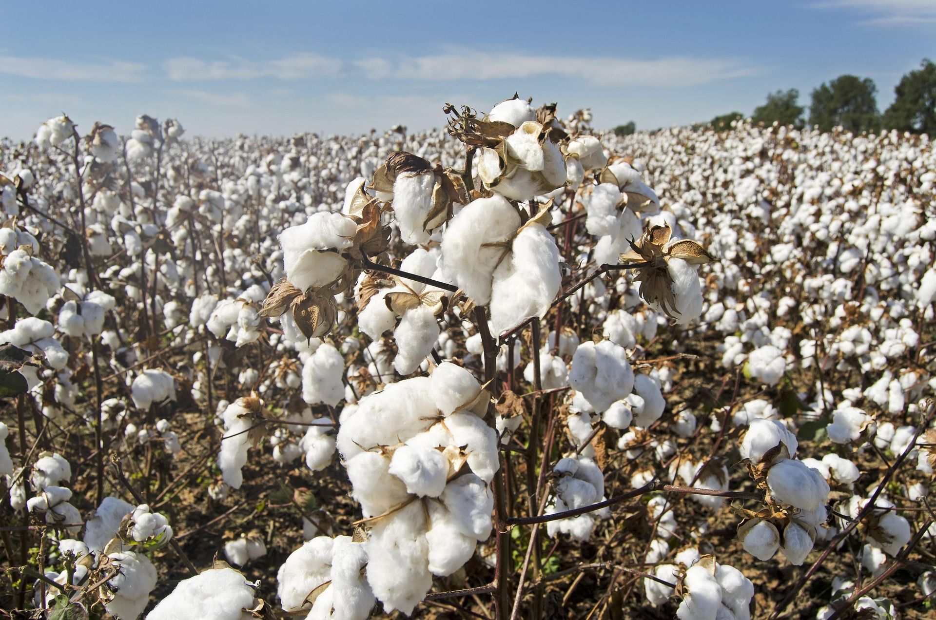 Cotton field with fluffy white cotton bolls ready for harvest under a blue sky.
