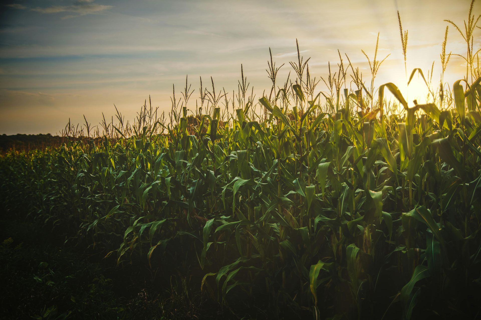 Cornfield at sunset, stalks silhouetted against a golden sky.