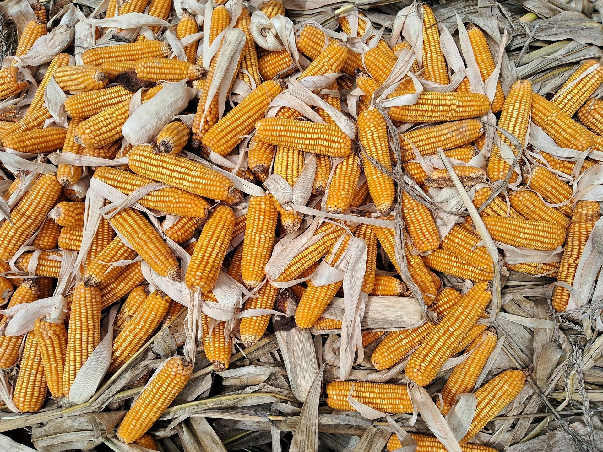 Pile of harvested corn cobs, with dry husks and stalks, outdoors. Yellow and tan hues dominate.