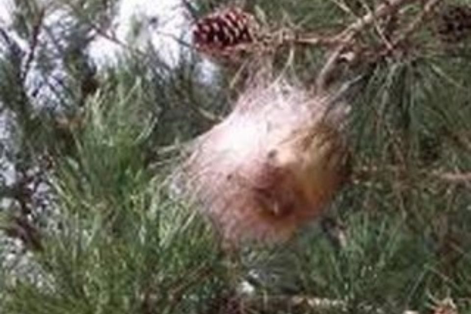 PROCESSIONARIA DEL PINO