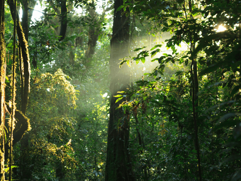 De zon schijnt door de bomen in de jungle