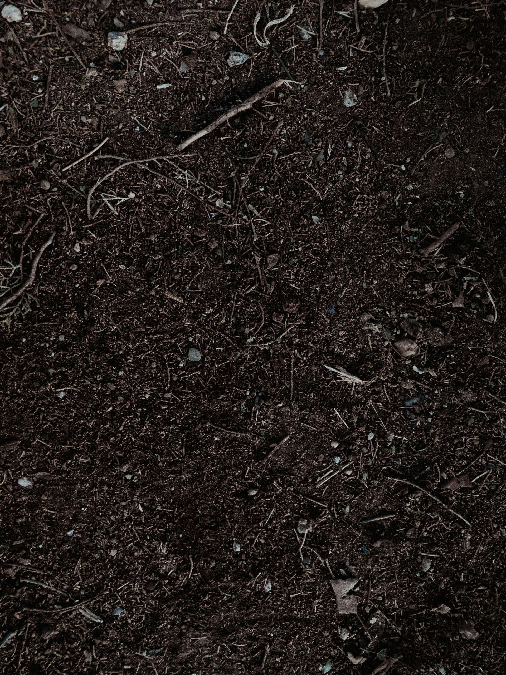 Dark soil with scattered small twigs and pebbles.