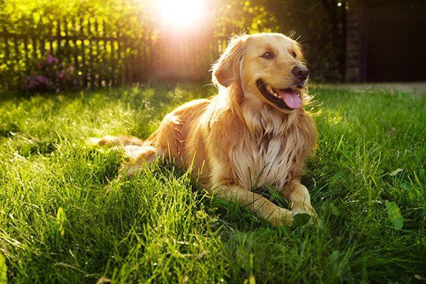 Dog laying in long grass