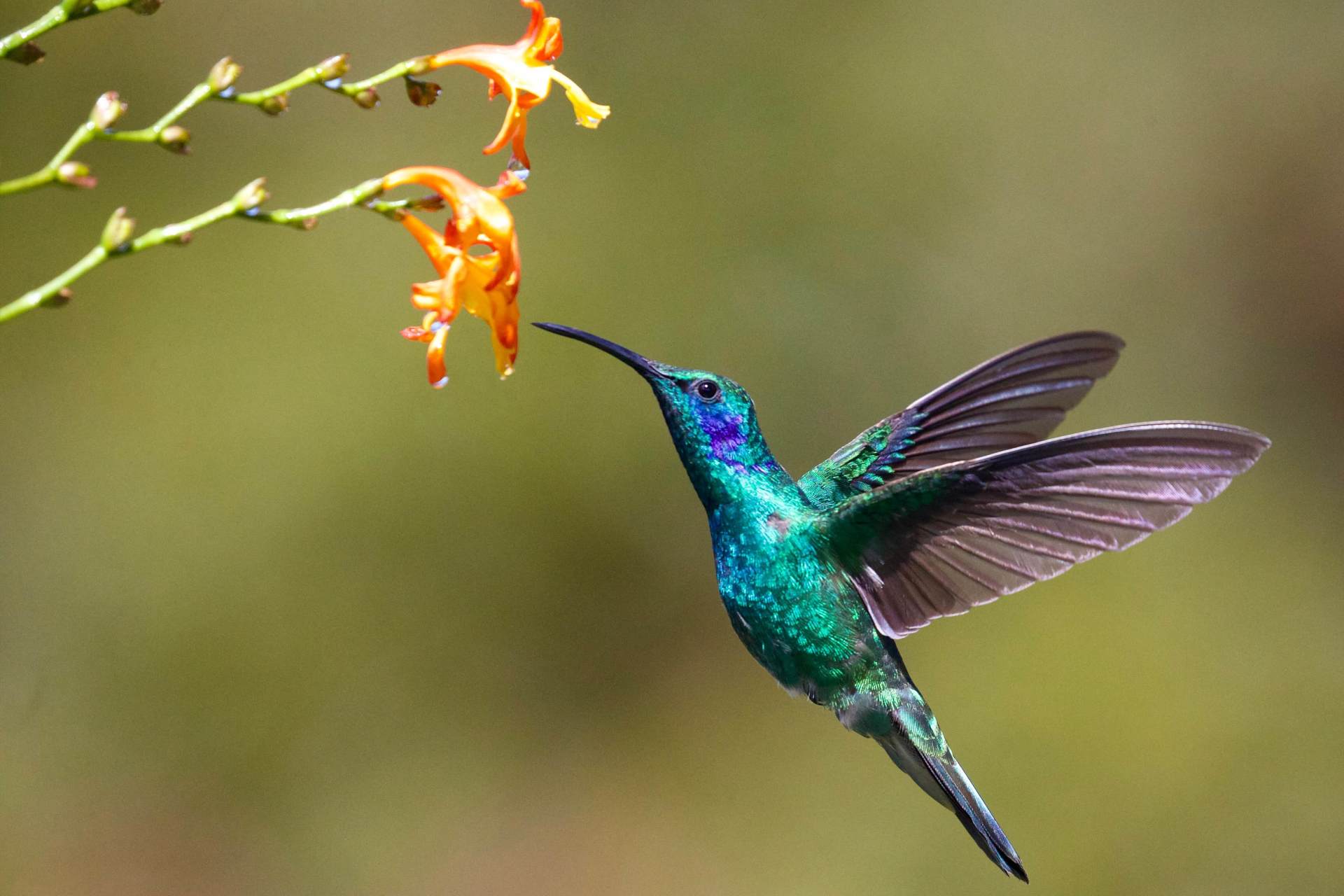 what is a green burial hummingbird