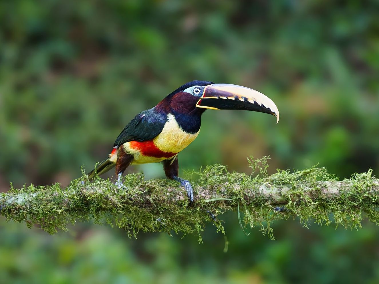 Cestnut eared Aracari