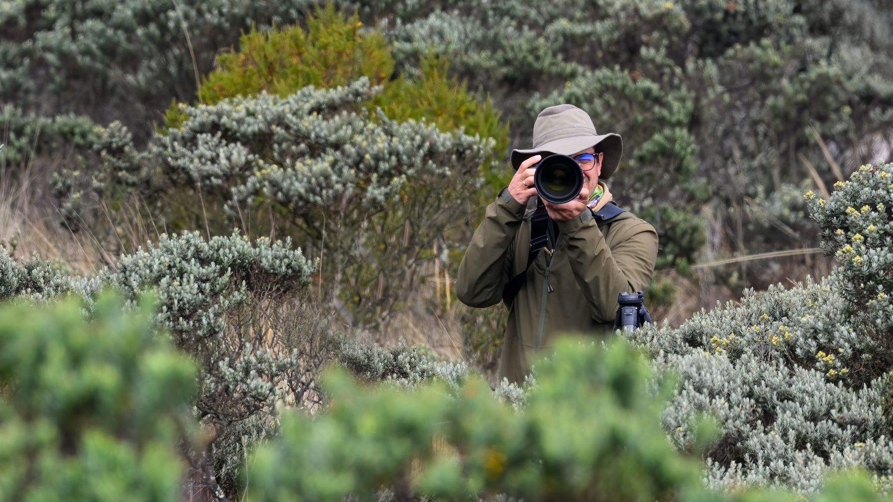 Person in a hat photographing a shrubland landscape with a camera among green bushes