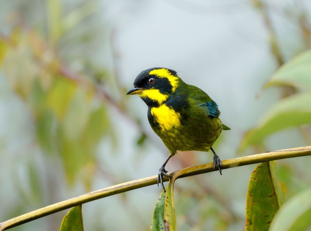 Gold-ringed Tanager