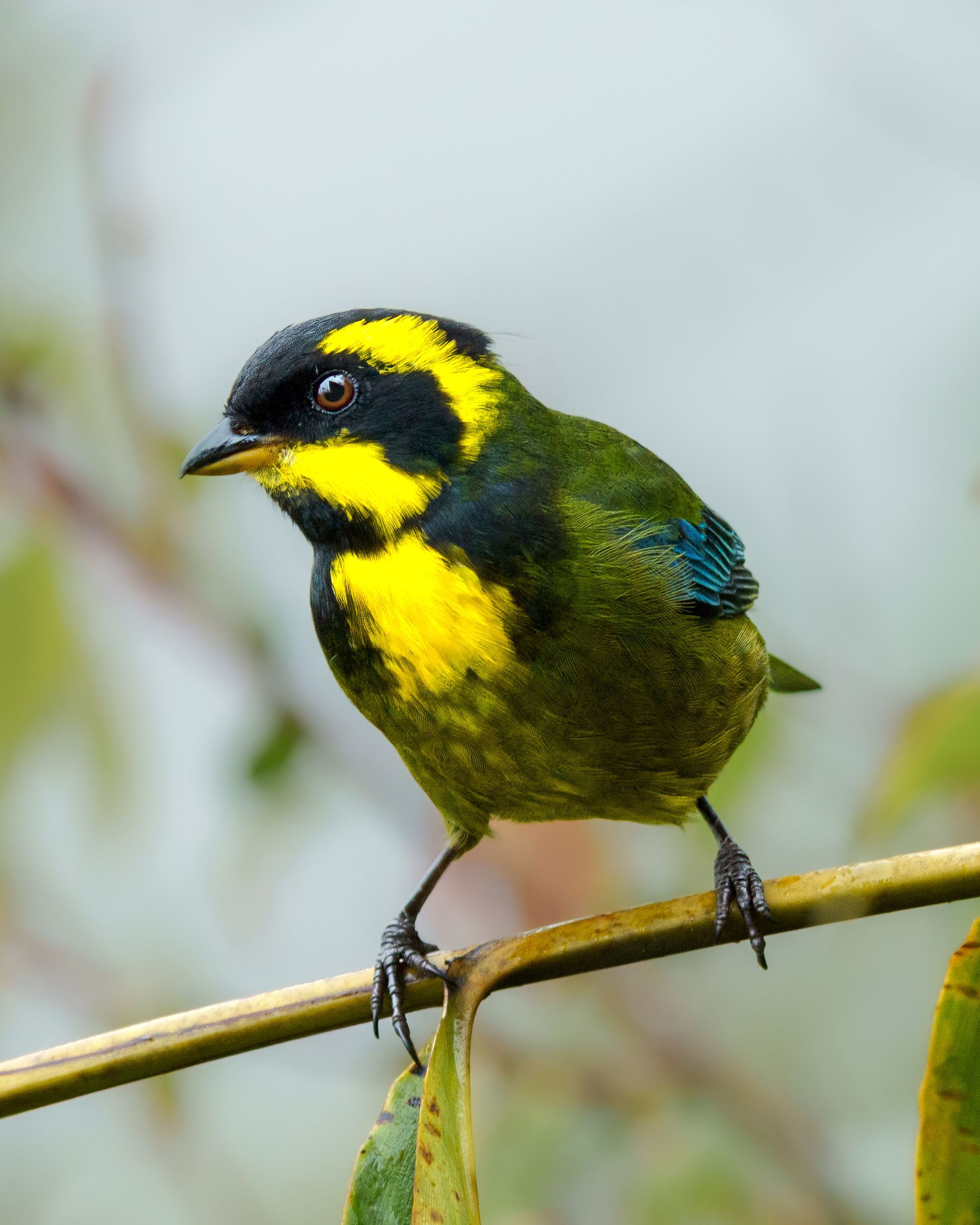 Gold Ringed Tanager