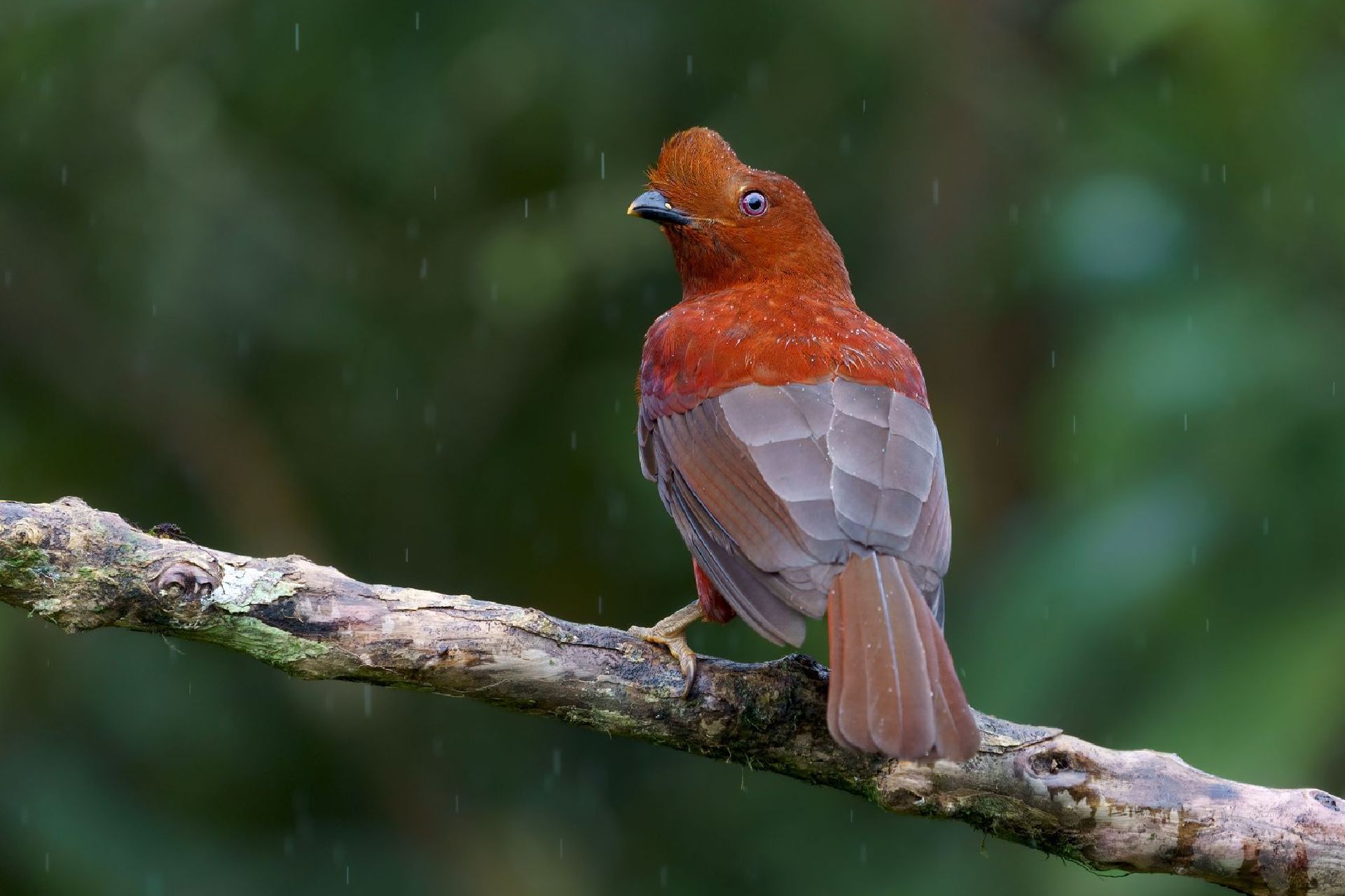 Andean Cock-of-the-Rock