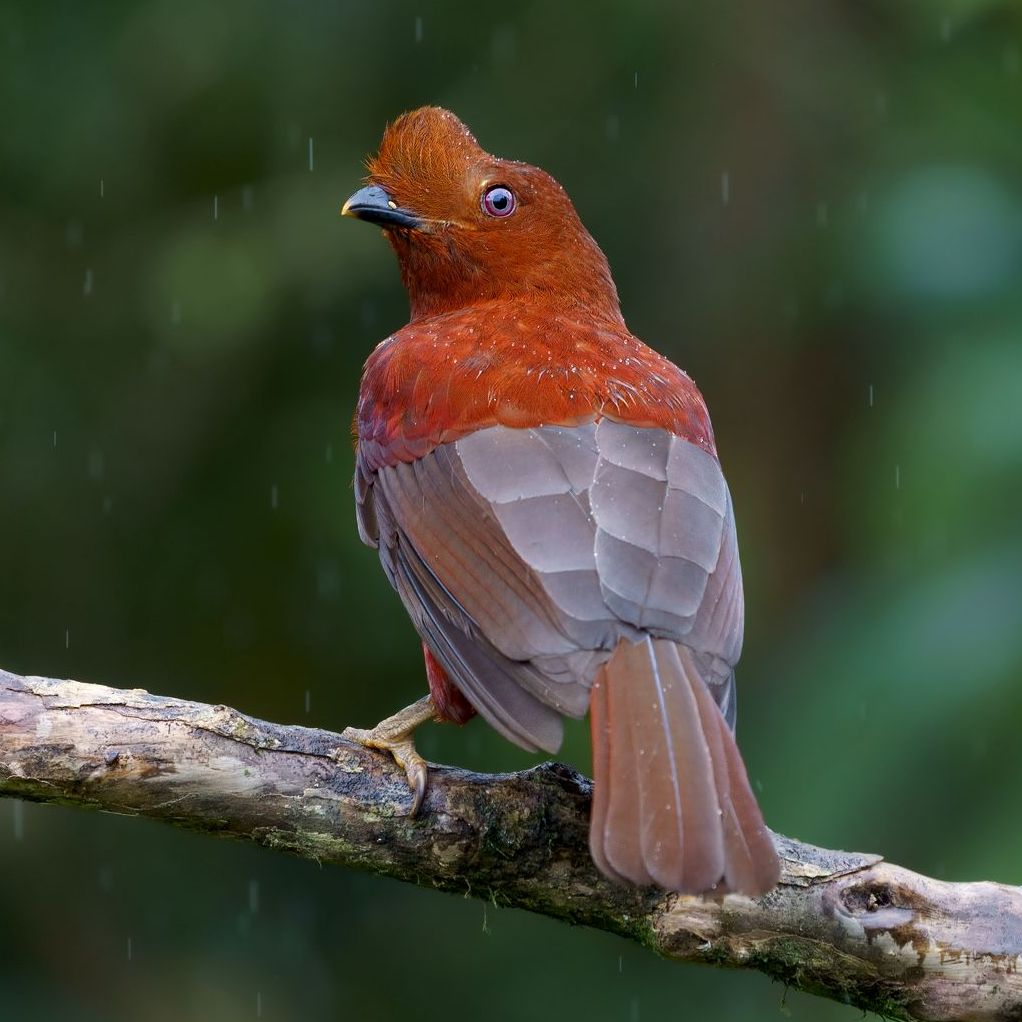 A bird is perched on a branch in the rain