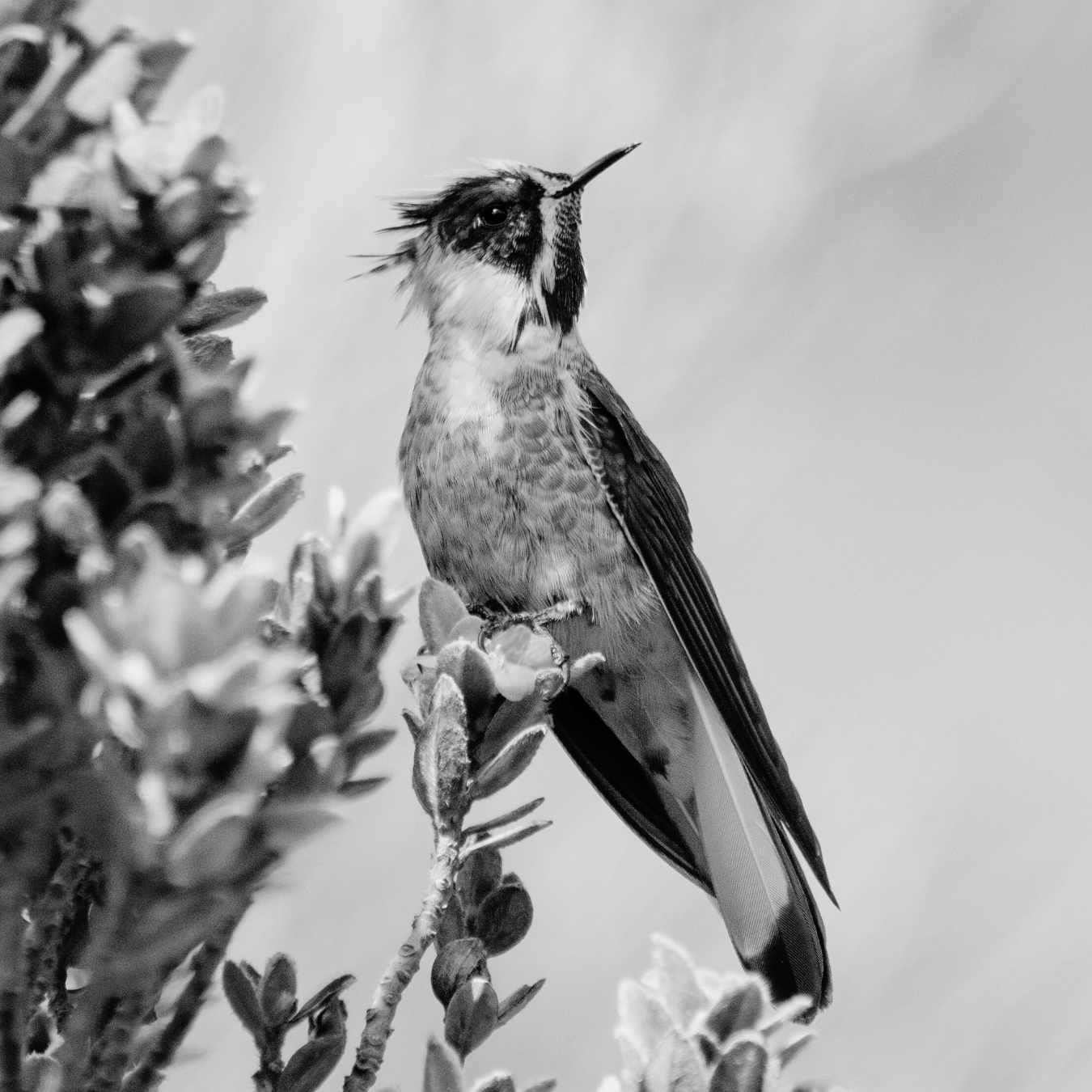 A black and white photo of a hummingbird perched on a branch