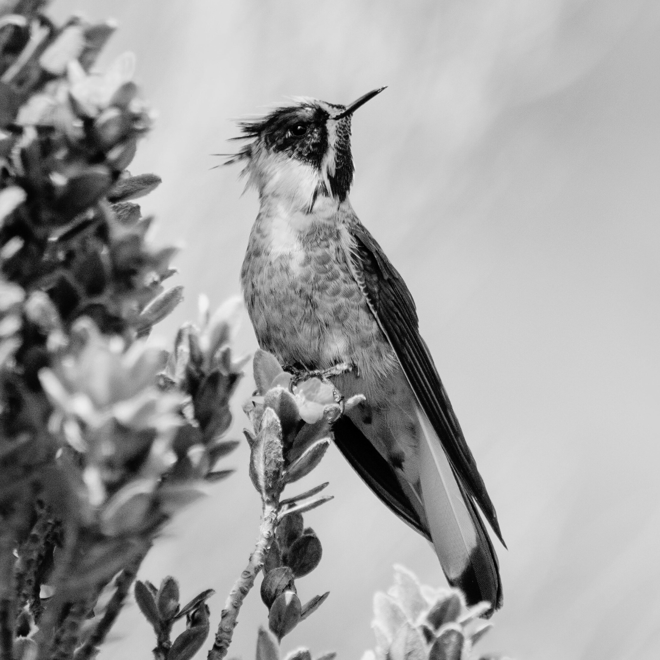 Blue-bearded Helmetcrest