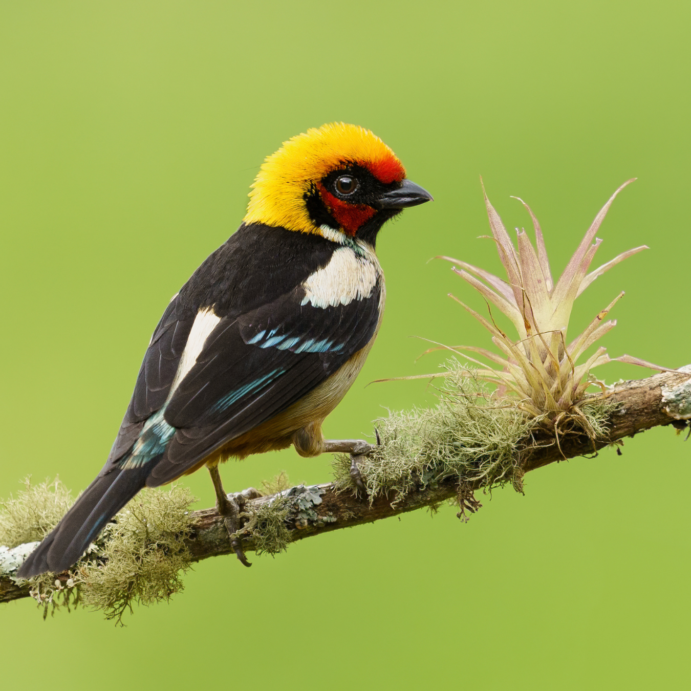A bird with a yellow head is perched on a branch