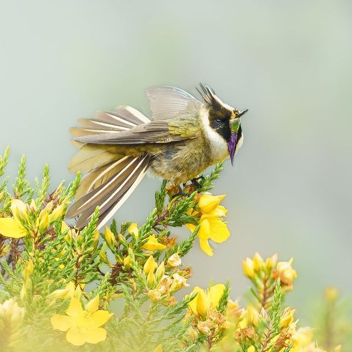 A small bird perched on a branch with yellow flowers