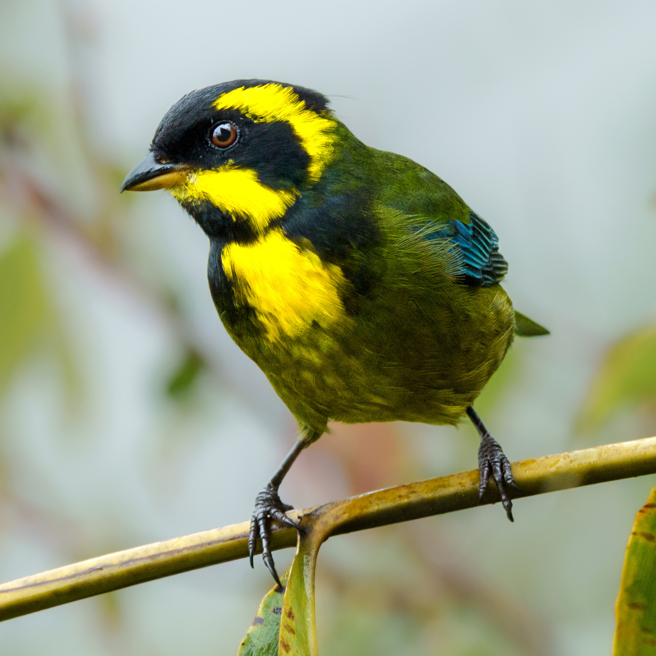 A small yellow and black bird perched on a branch