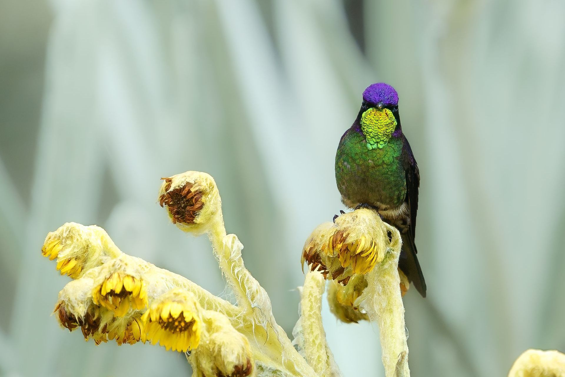 Purple-backed Thornbill