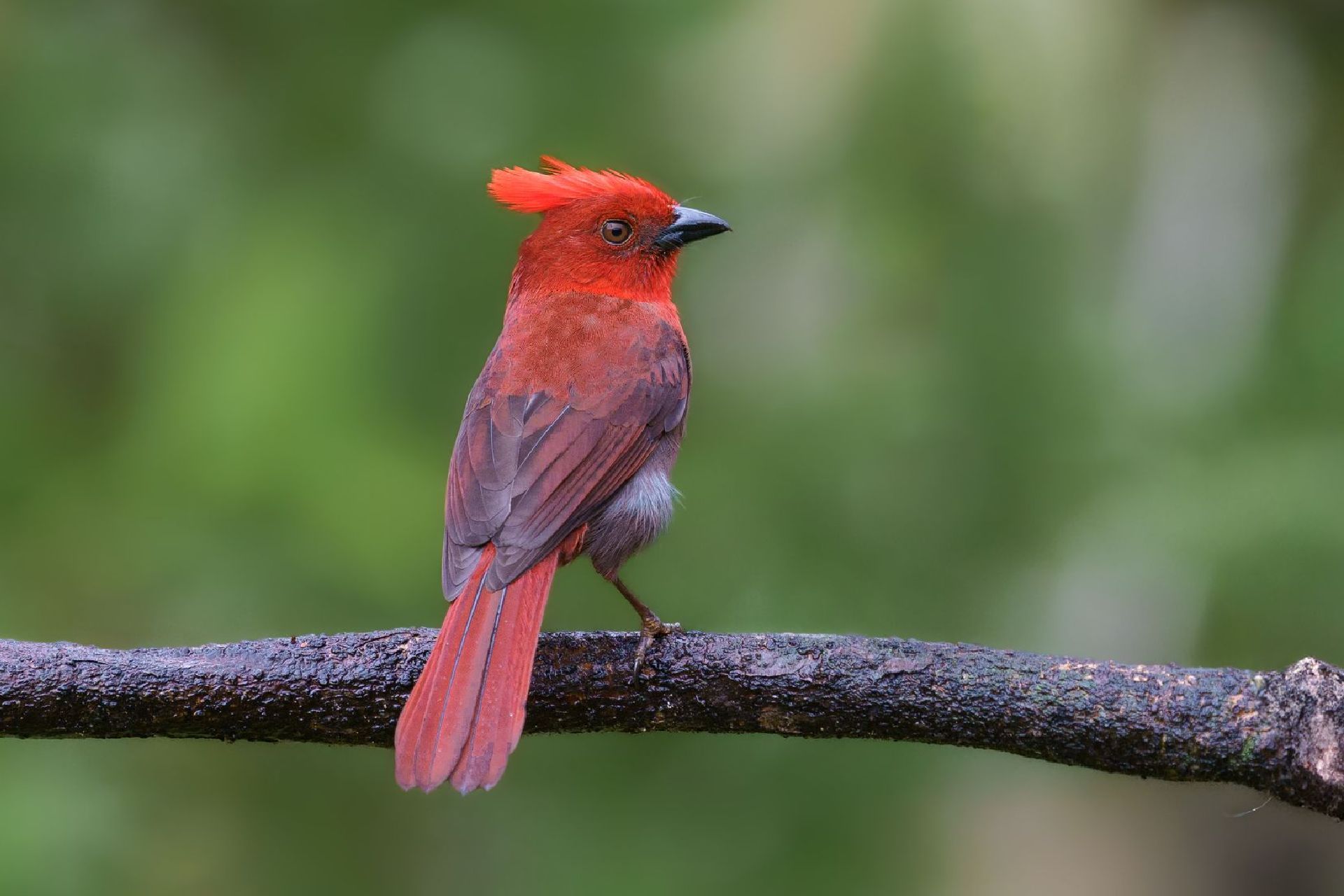 Crested Ant TAnager