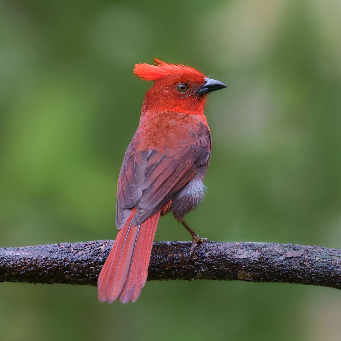 A red bird with a red crest is perched on a branch.