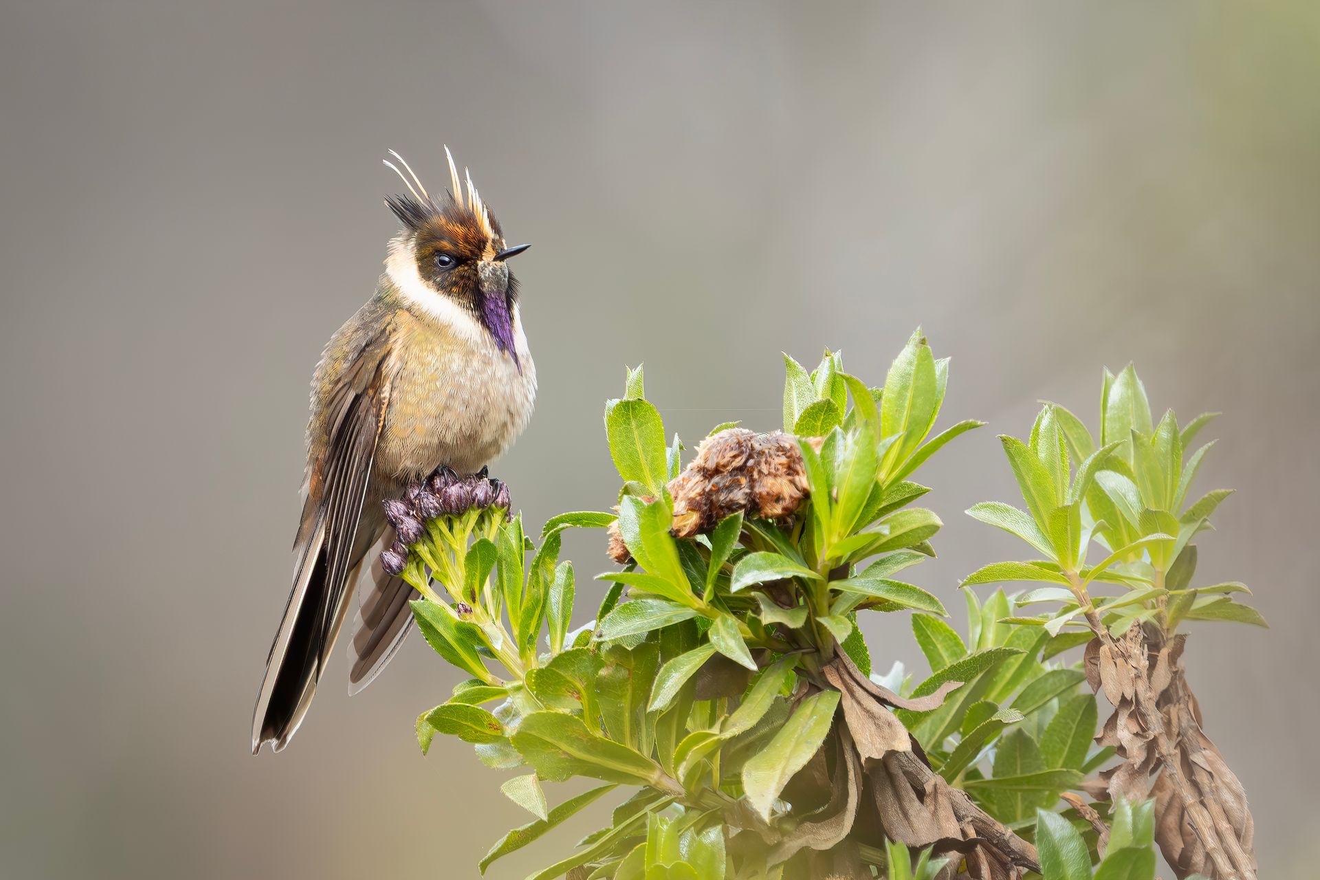 Seasonal Bird Photography: Timing Your Trip for Maximum Diversity