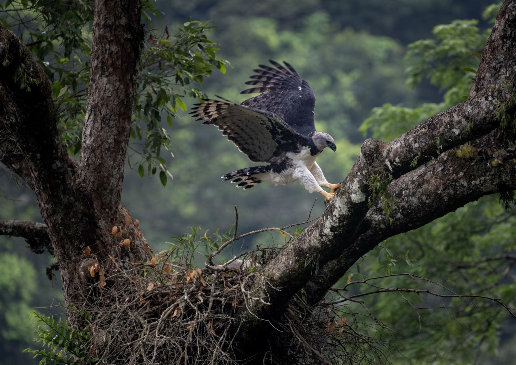 A bird is flying over a nest in a tree.