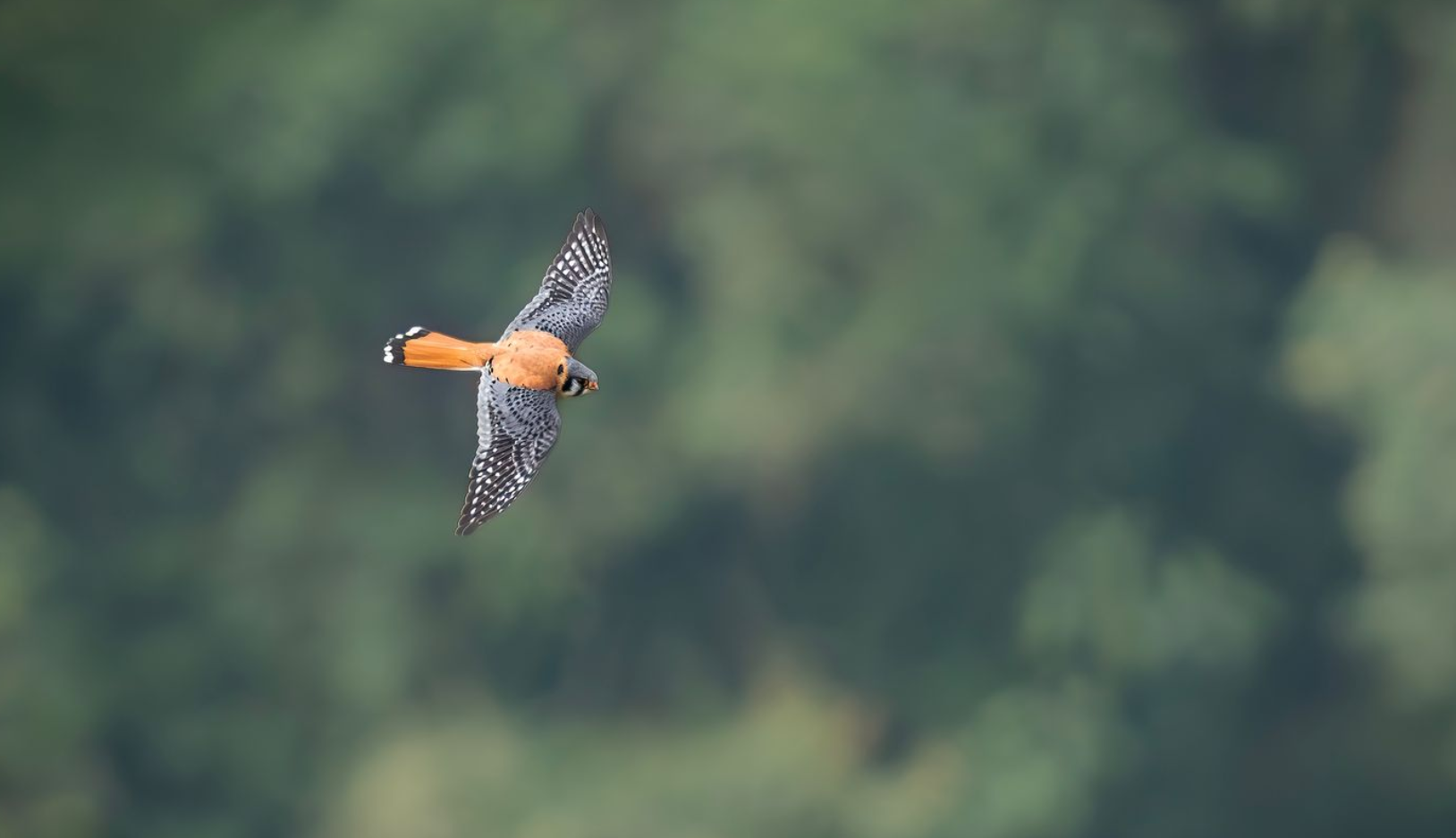 Bird-in-Flight Photography: Advanced Techniques for Colombia Tours