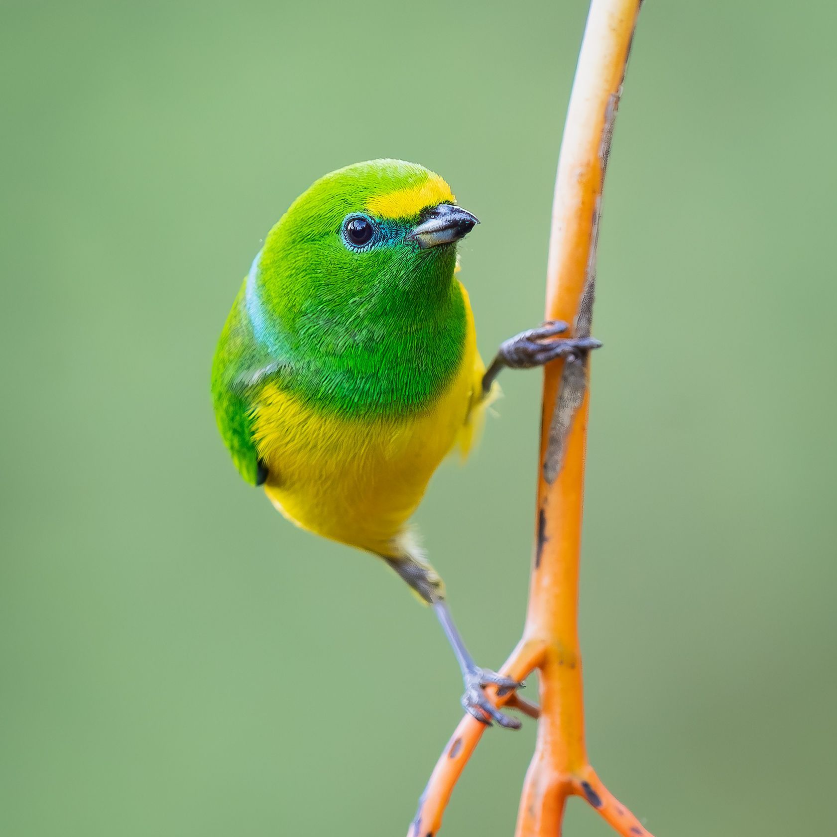 Vermilion Cardinal