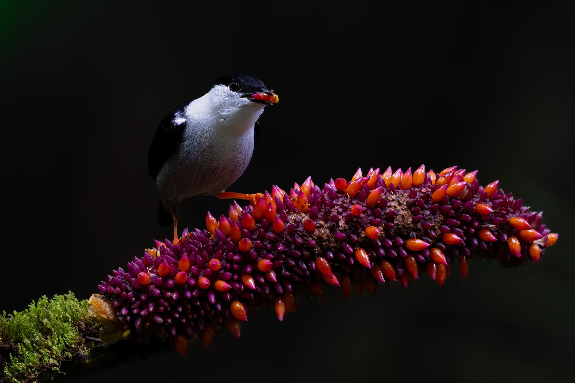 What 10,000 Birds and Audubon Americas Say About Colombia’s Birding Value