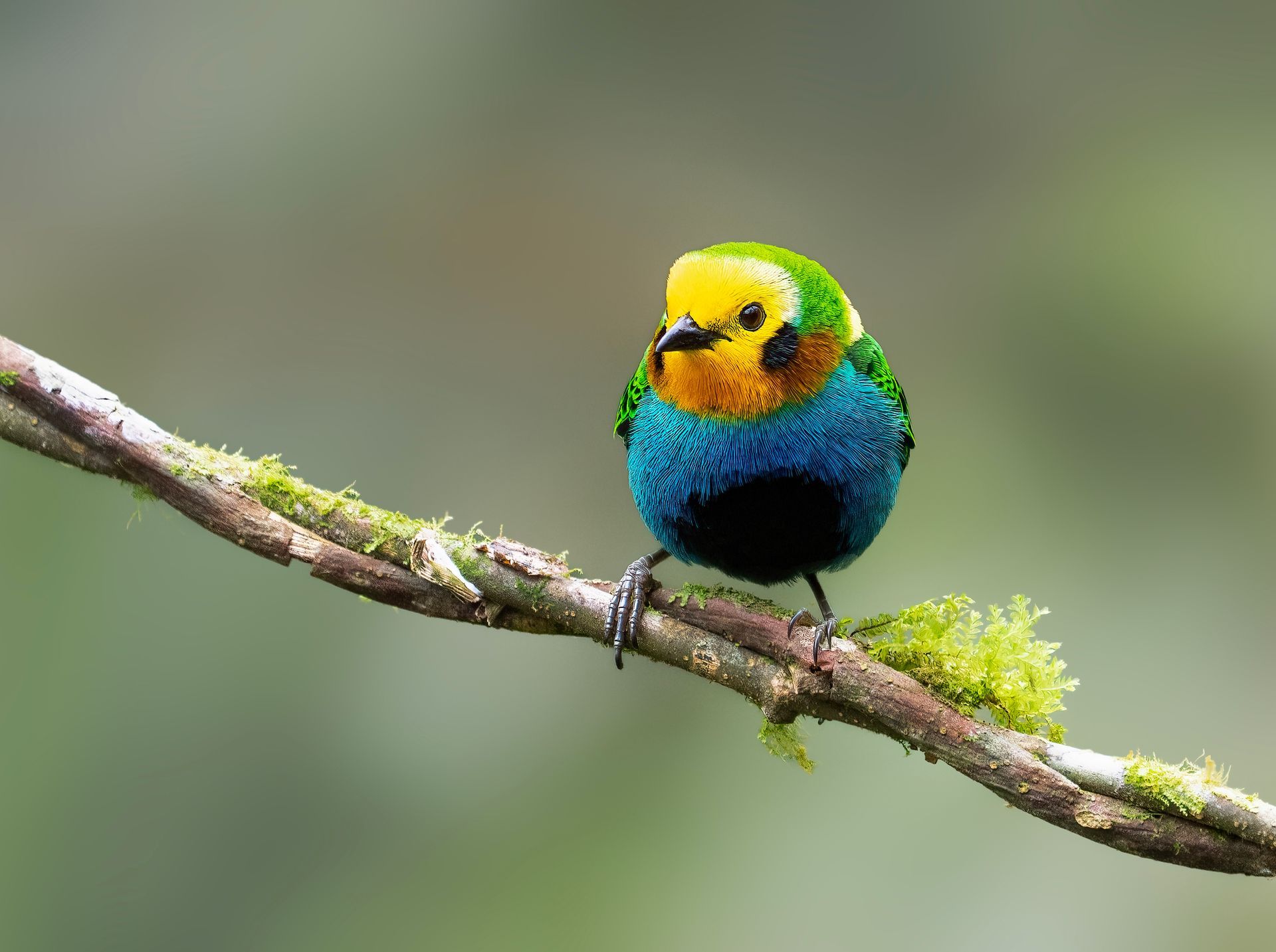 Discovering Rare Tanager Species on Specialized Photo Tours
