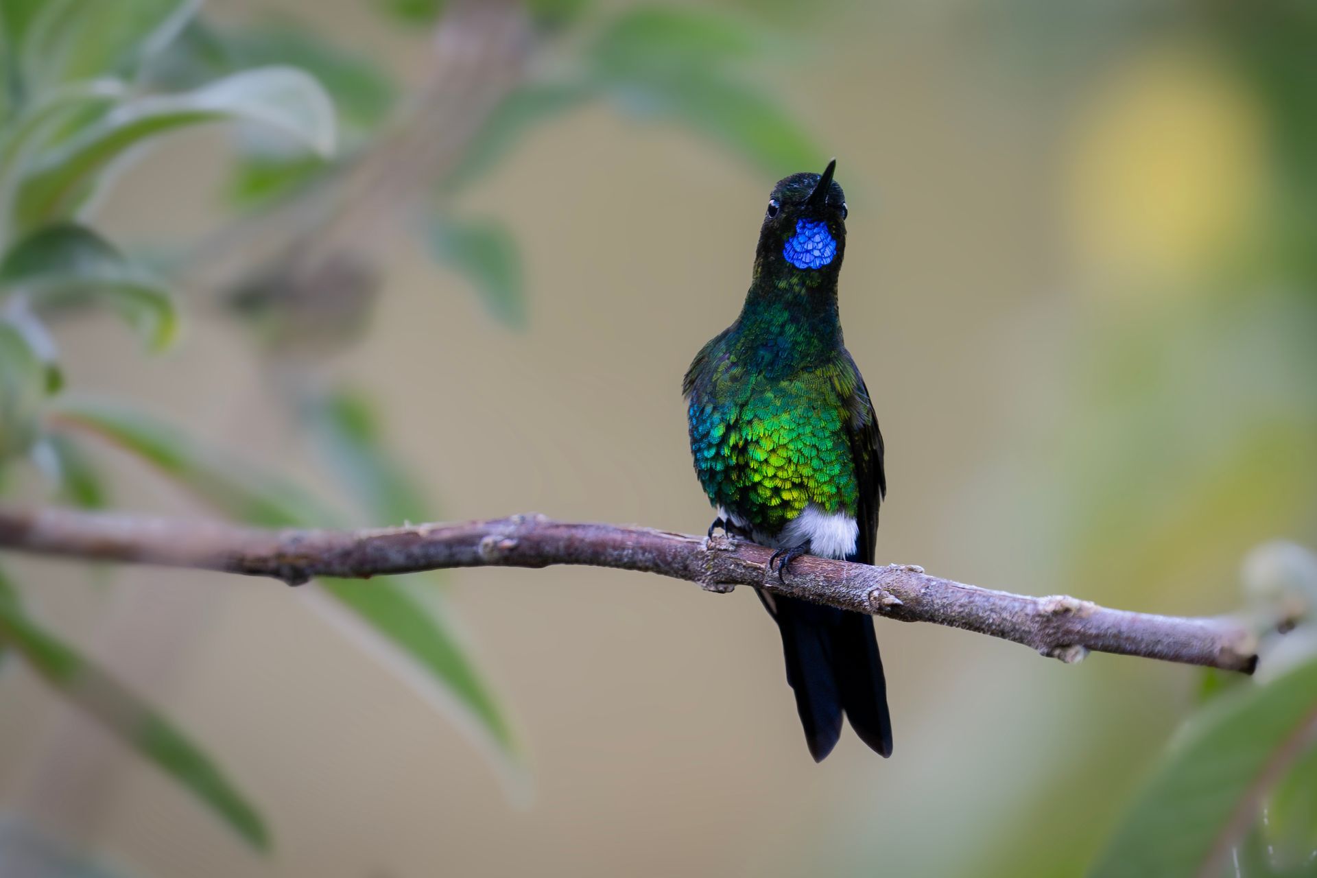 A black bear is walking through a lush green forest.