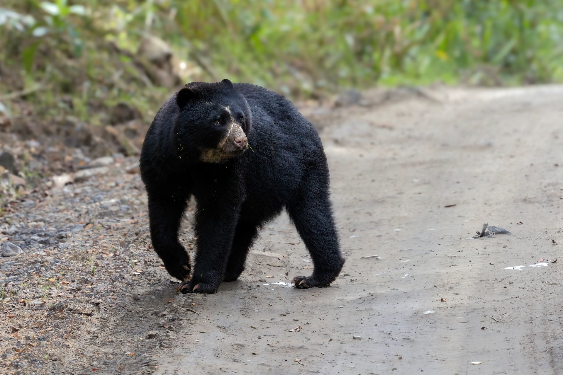 Colombia’s Most Productive Birding Regions for Professional Wildlife Tours

