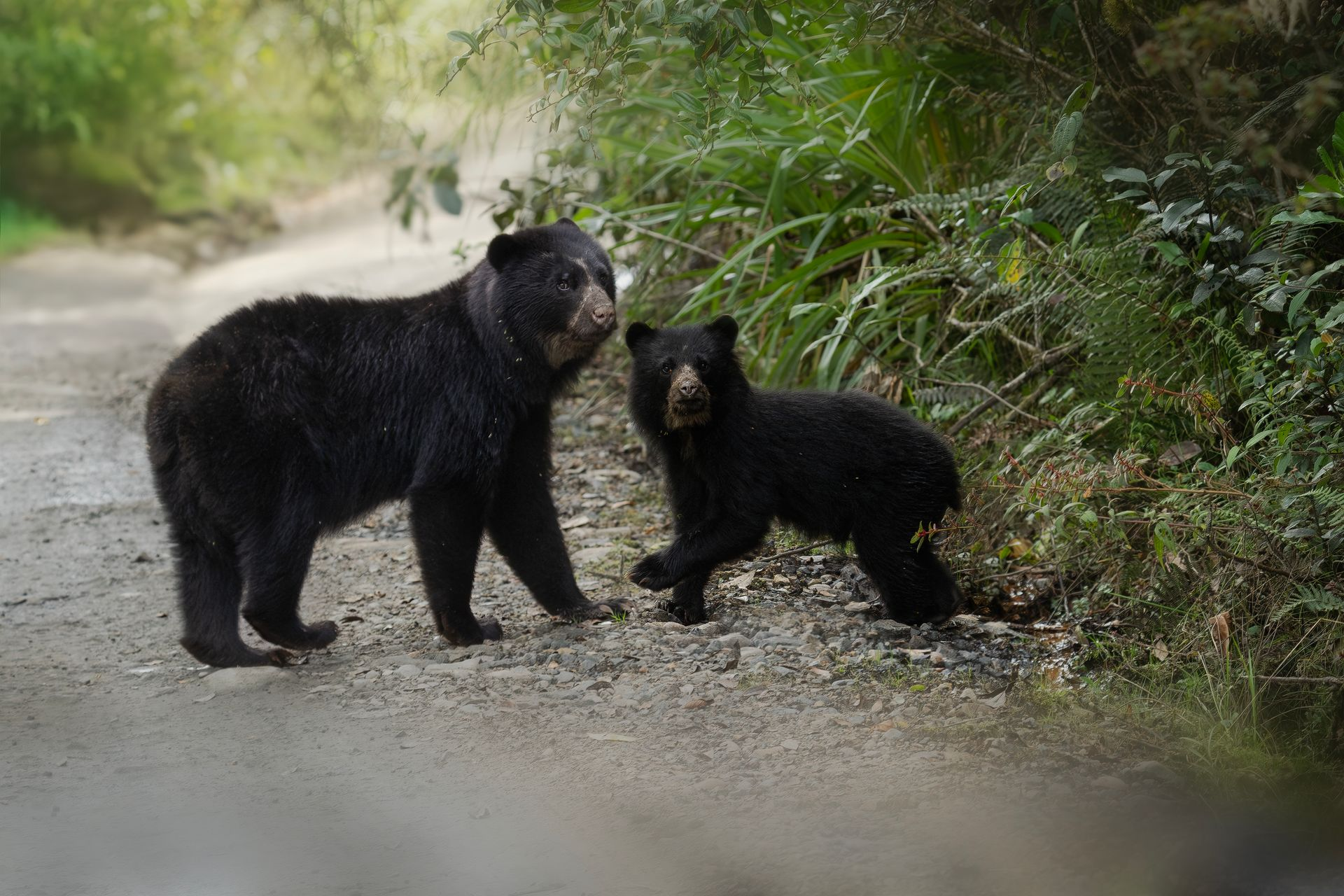 A close up of a deer eating grass in a field.
