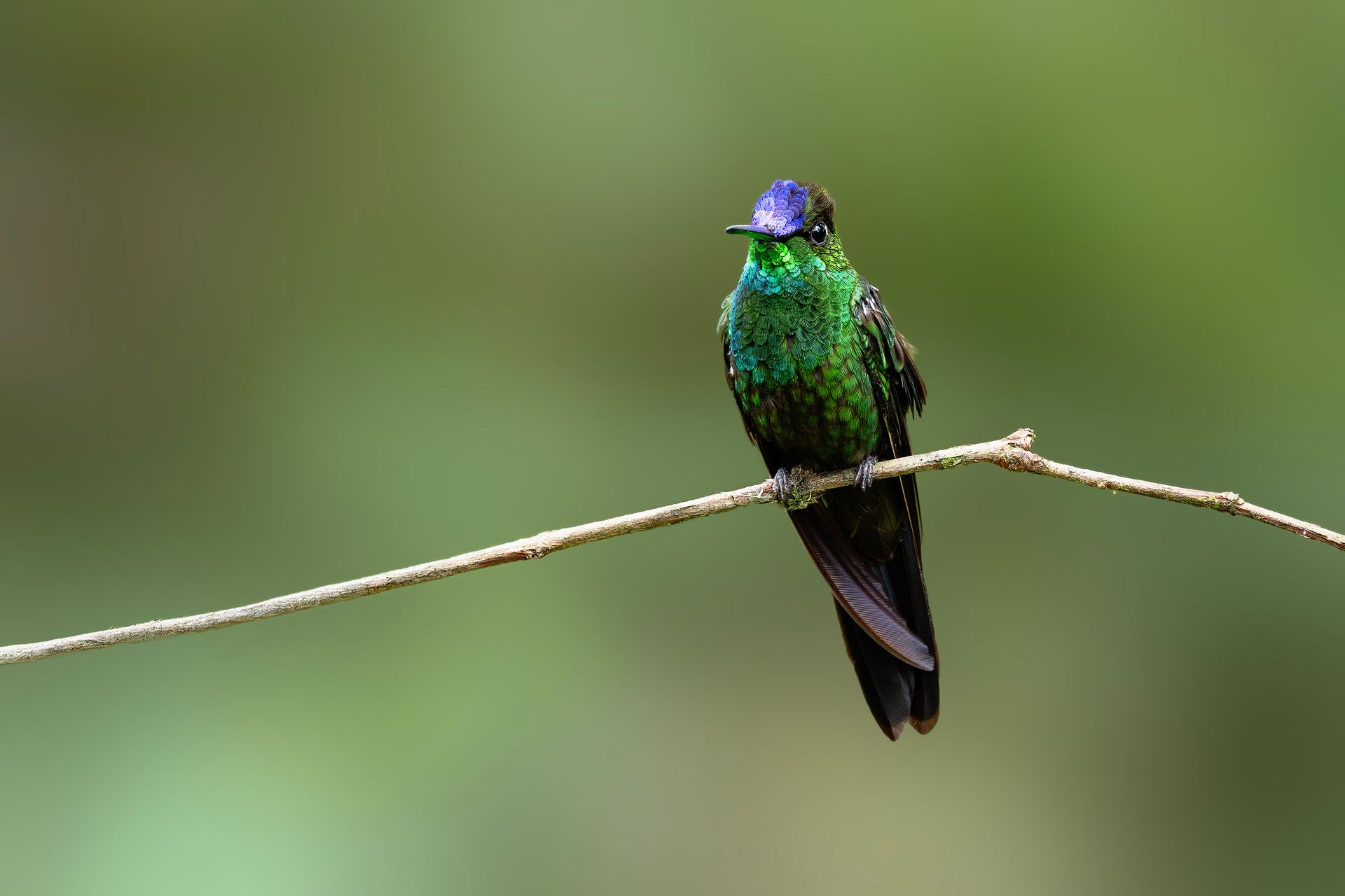 Hummingbird Behavior and Photography Secrets in Colombia