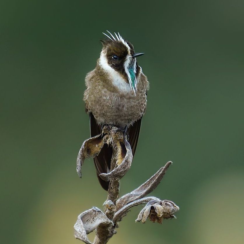 A small bird perched on a branch with a green background