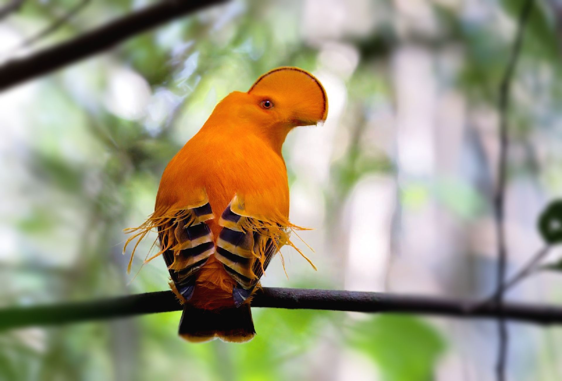 Guianan Cock-of-the-Rock